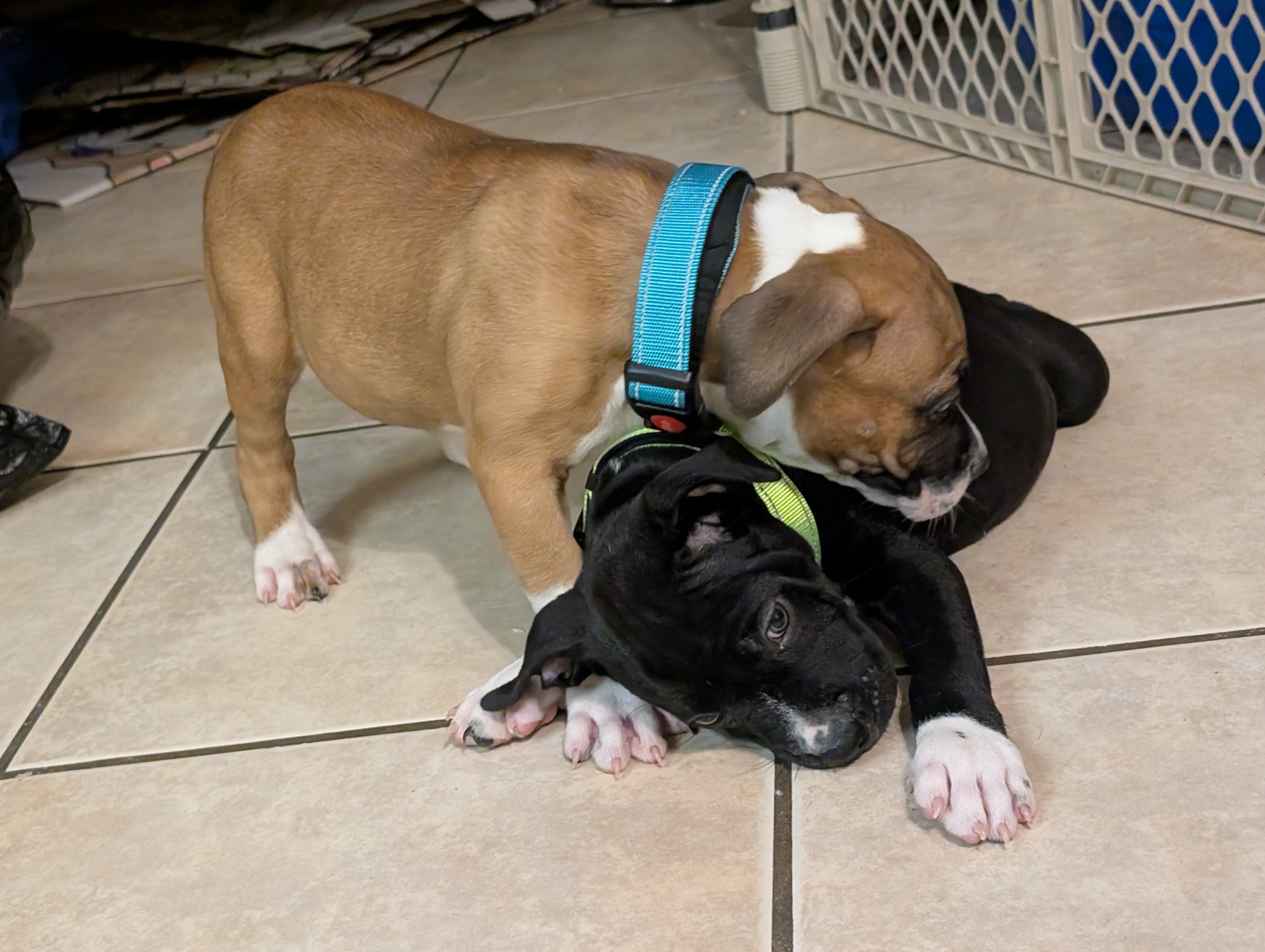 American staffordshire terrier image 3