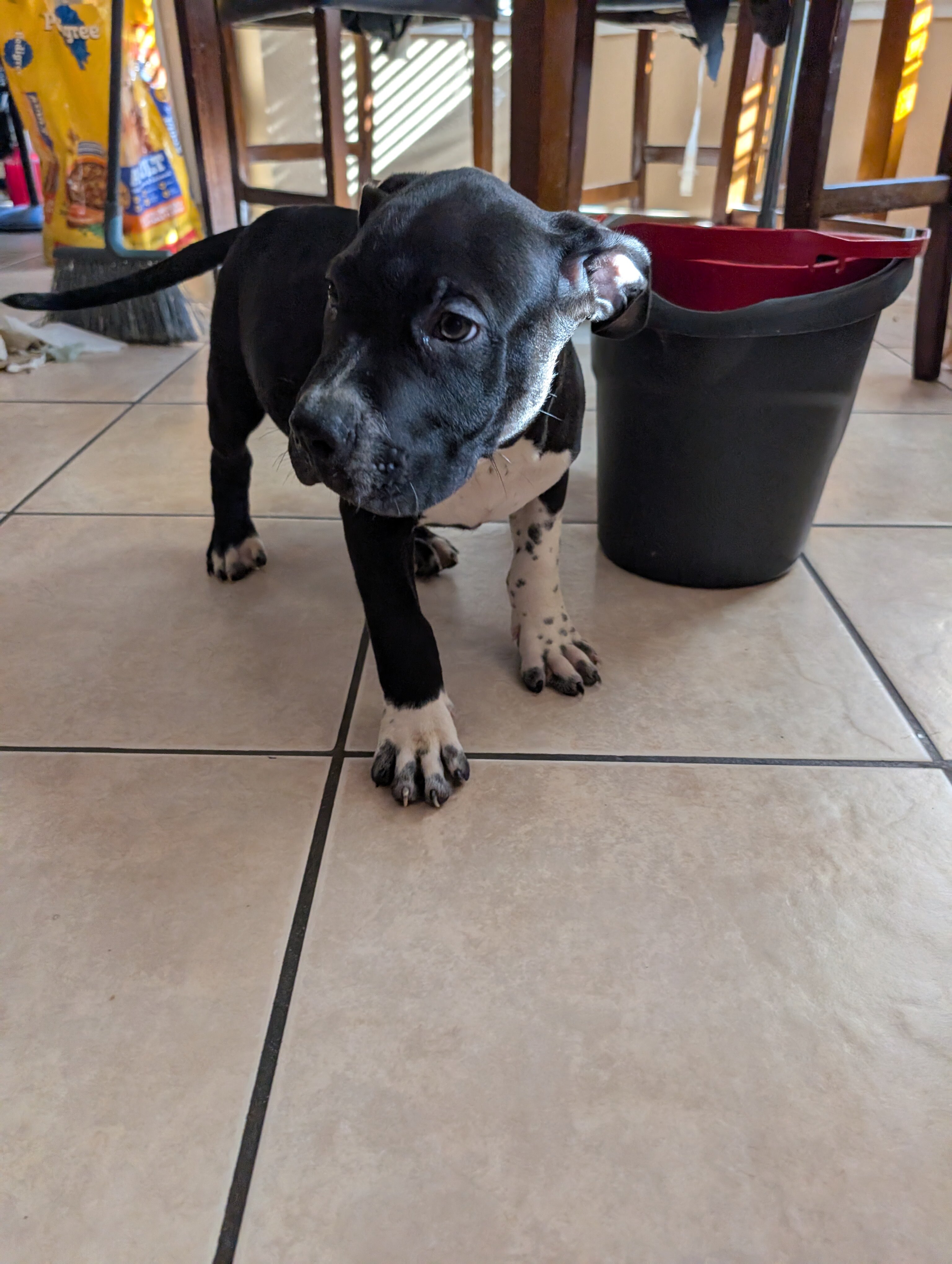 American staffordshire terrier image 2