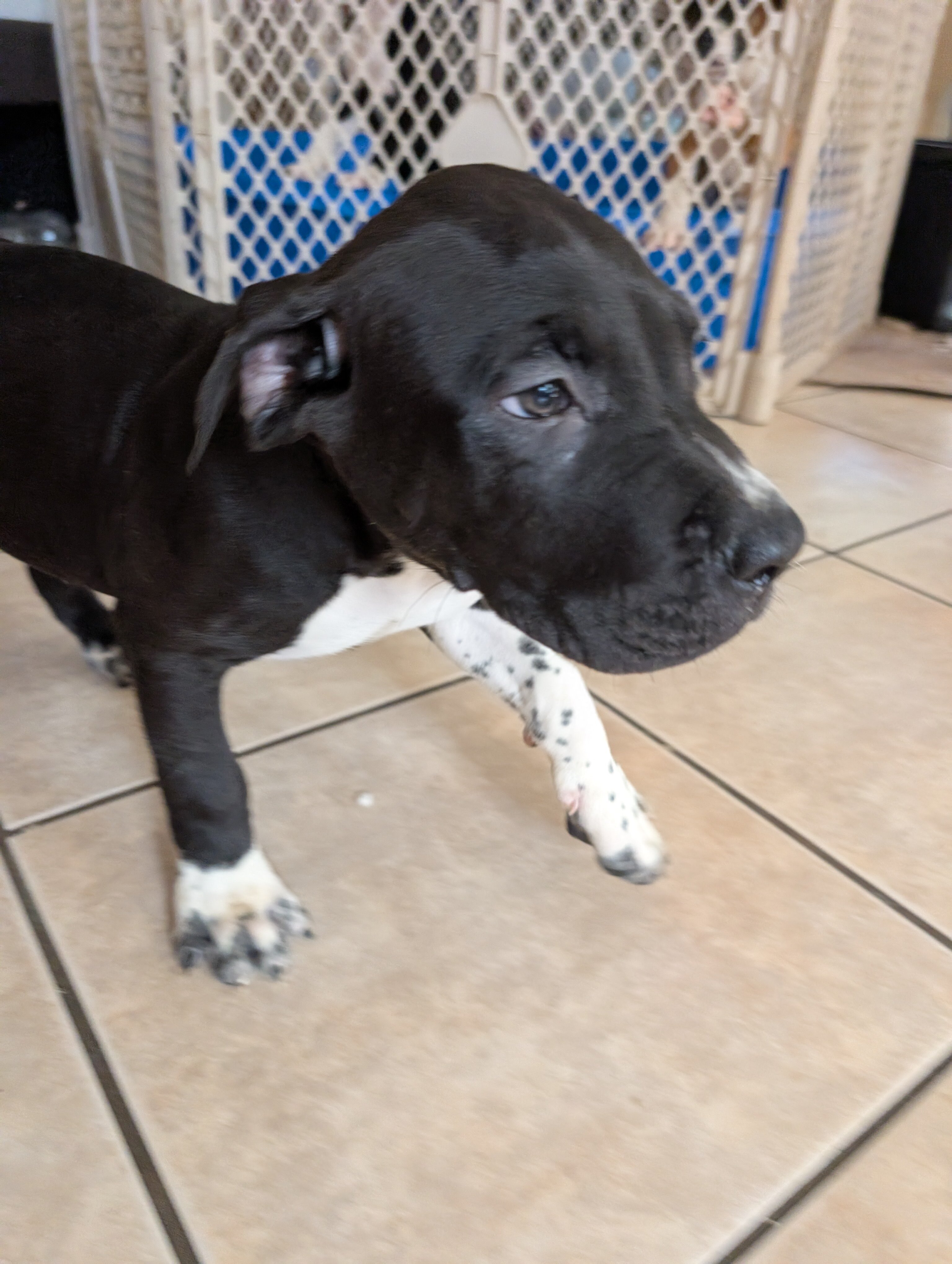 American staffordshire terrier image 1