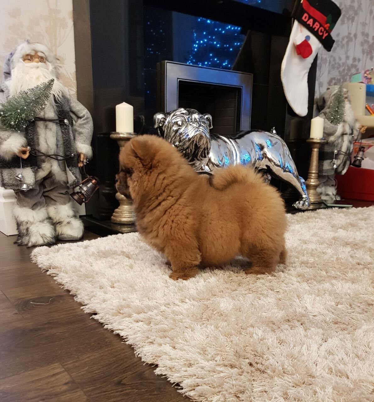 well trained Chow Chow puppies image 1