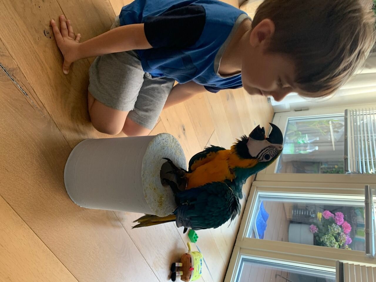 Talking healthy Macaw Parrots available image 1