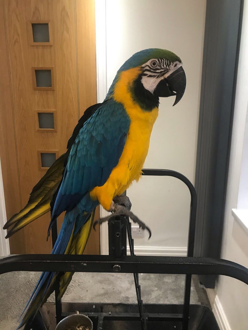 Talking healthy Macaw Parrots available image 2