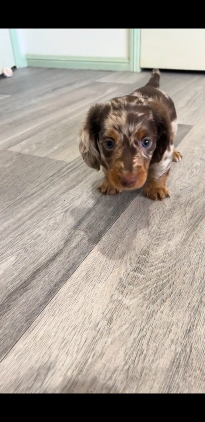 Dachshund image 2
