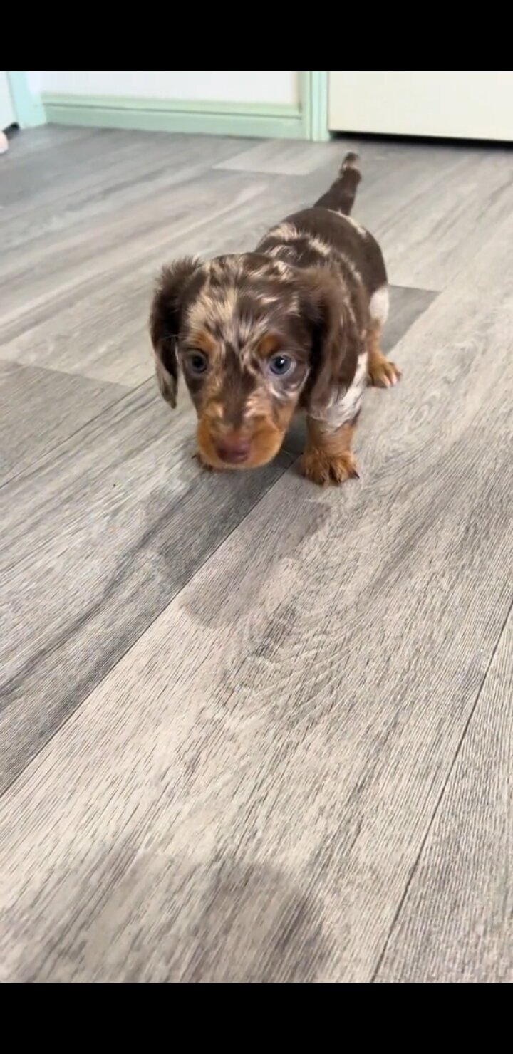 Dachshund image 1