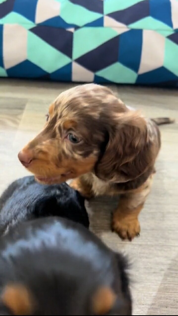 Dachshund image 3
