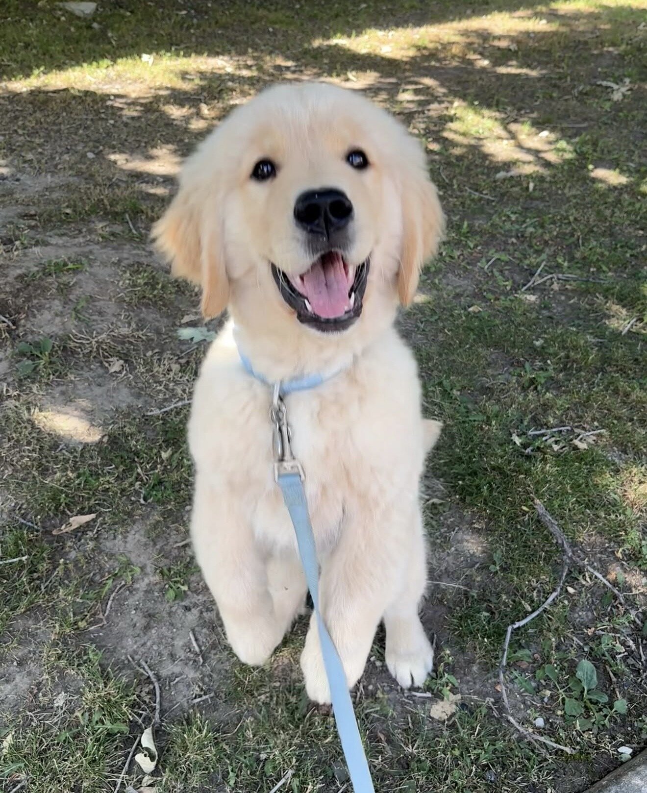 10 week week old golden retriever image 1