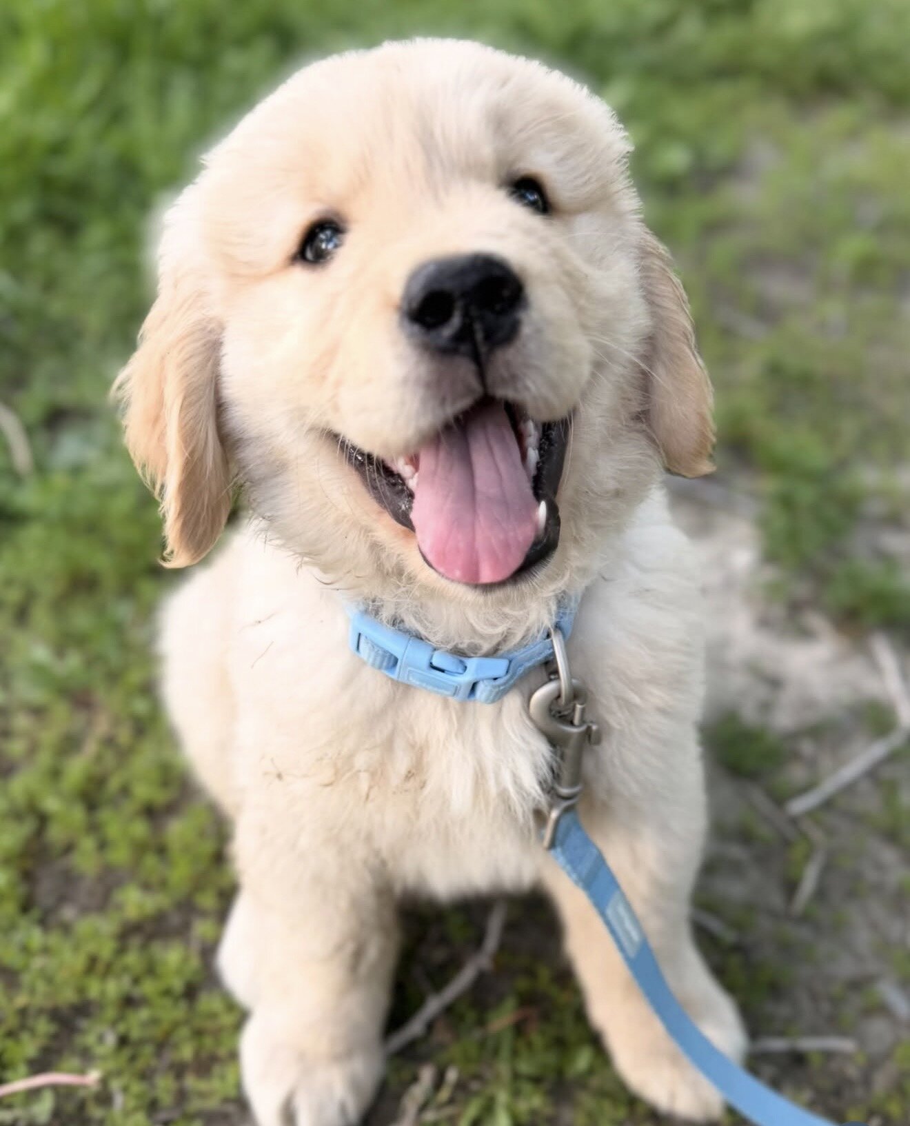 10 week week old golden retriever image 2