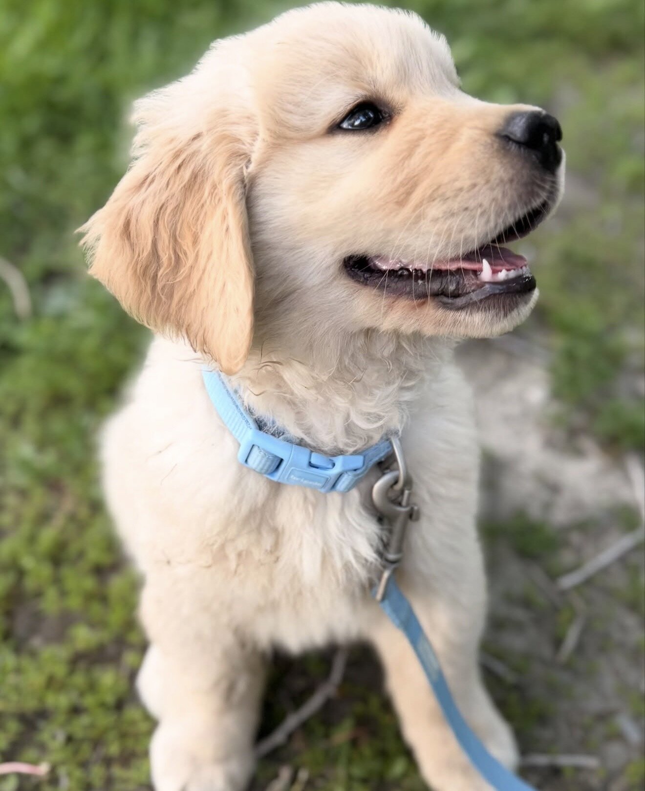 10 week week old golden retriever image 3