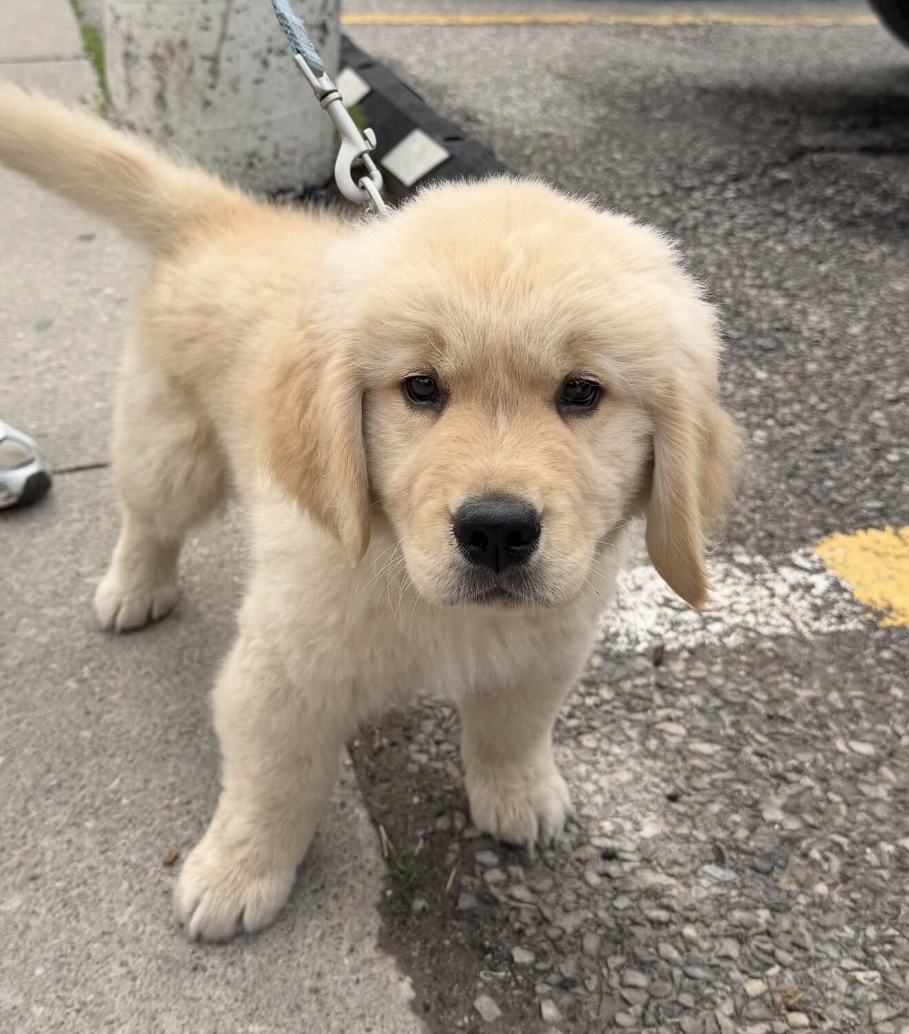 10 week week old golden retriever image 4