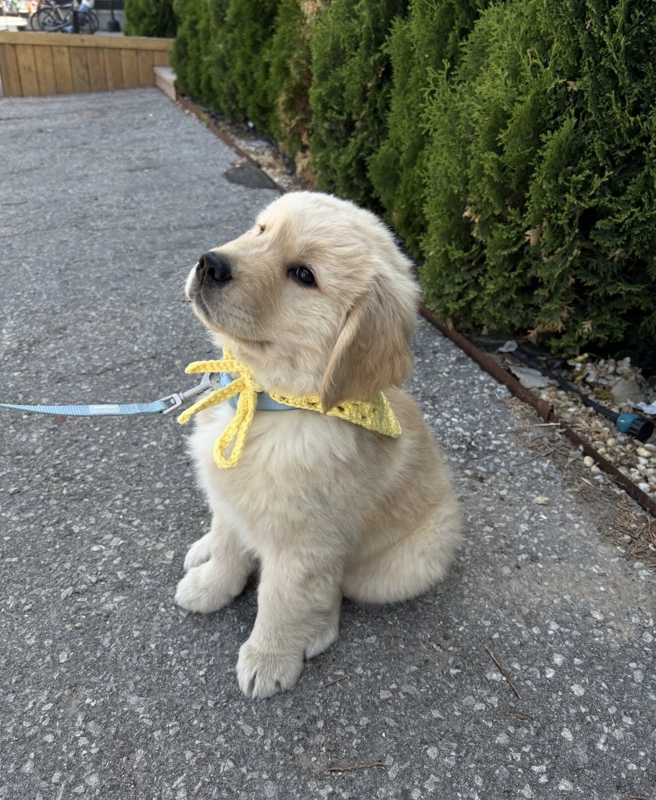 10 week week old golden retriever image 5