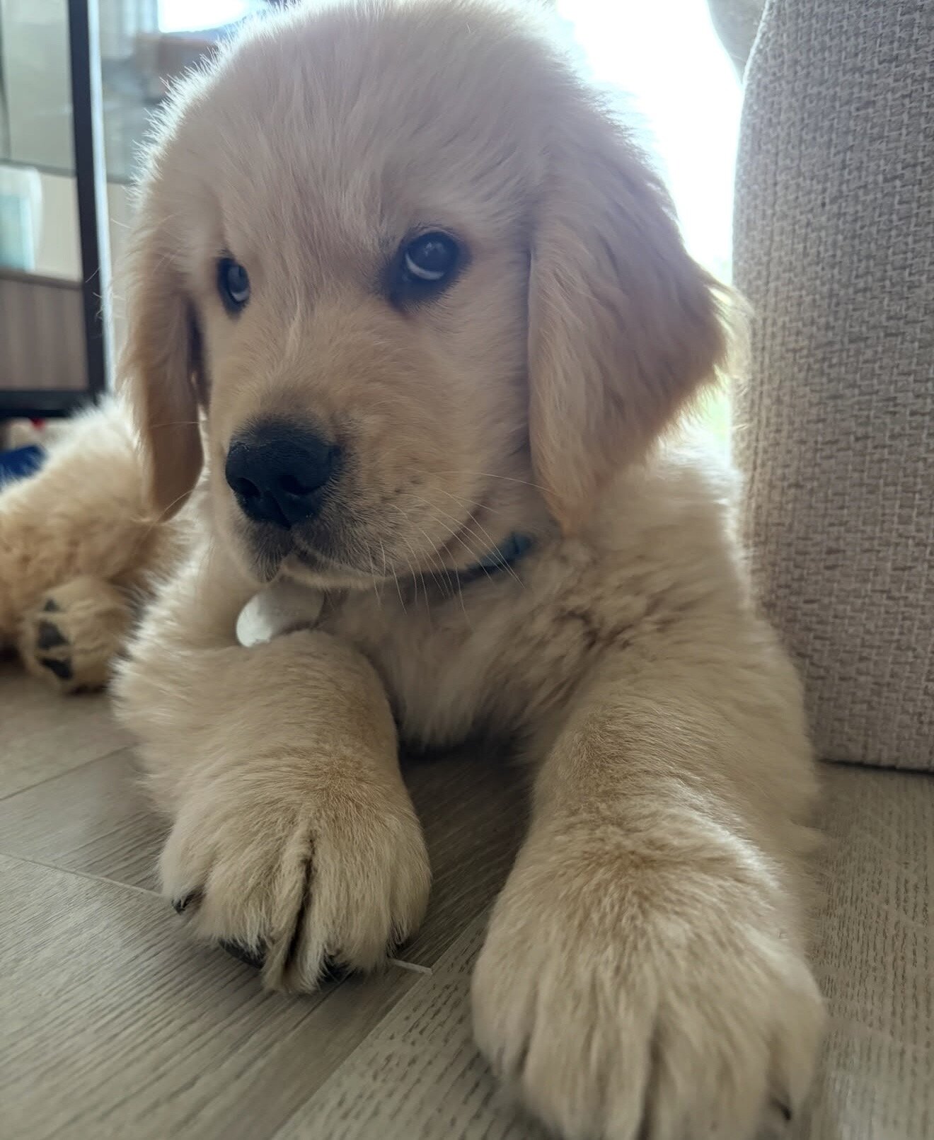 10 week week old golden retriever image 6