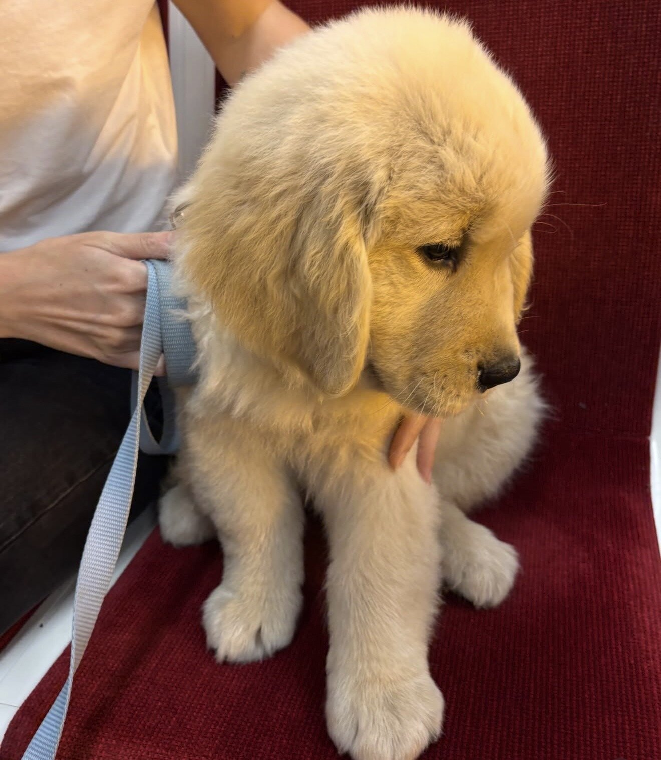 10 week week old golden retriever image 7