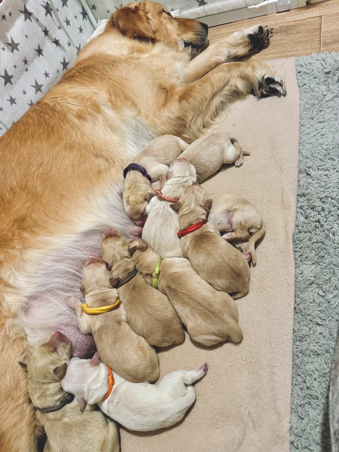 Meet our outstanding litter of Retriever puppies! image 1
