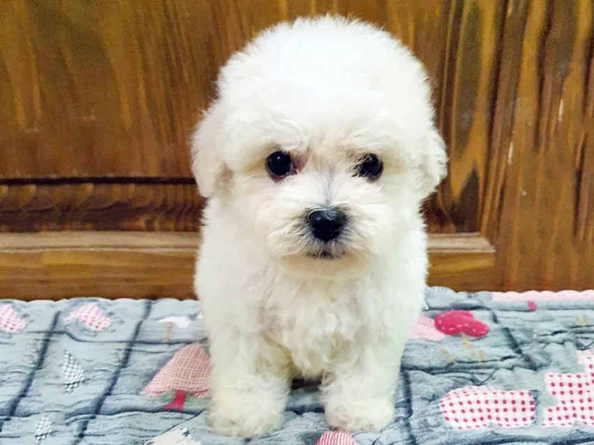 Bichon Frise image 2