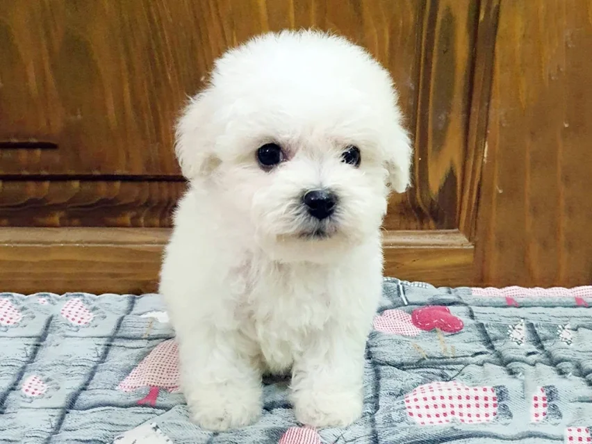 Bichon Frise image 3