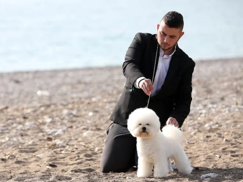 Bichon Frise image 1