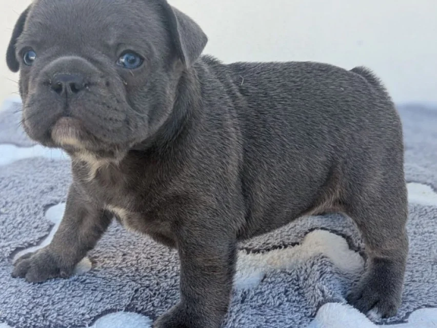french bulldog image 3