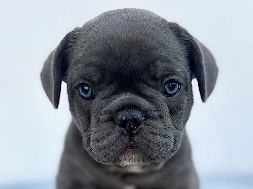french bulldog image 2