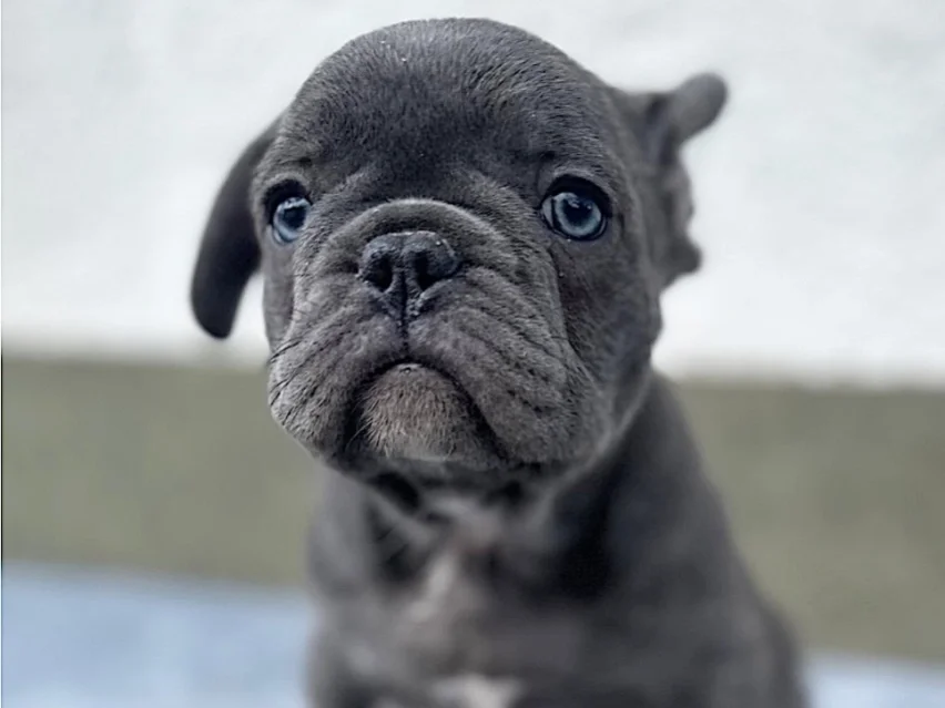 french bulldog image 1
