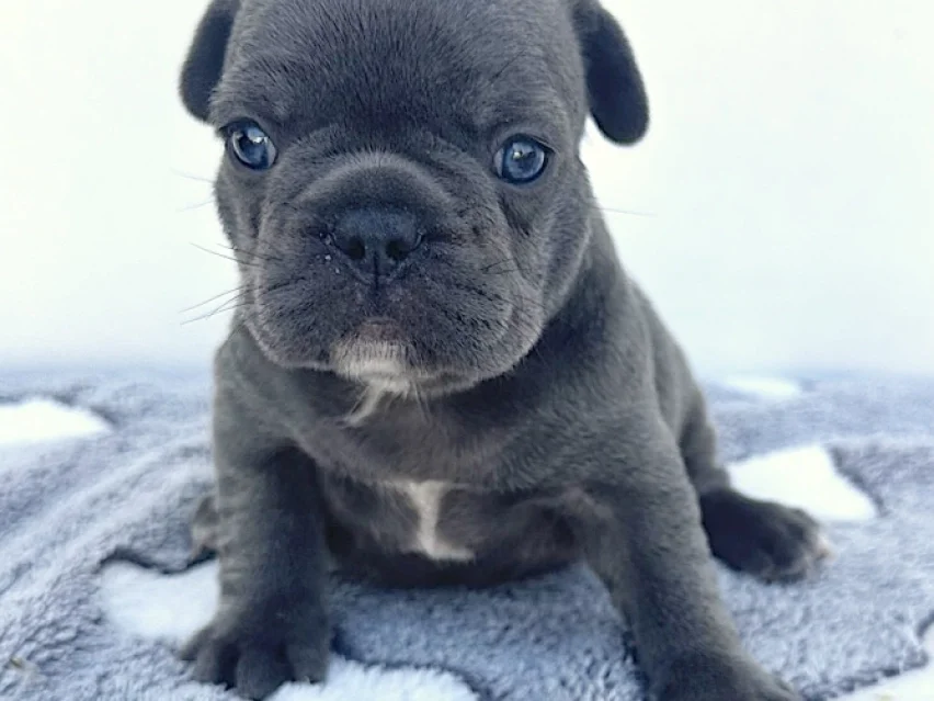 french bulldog image 5