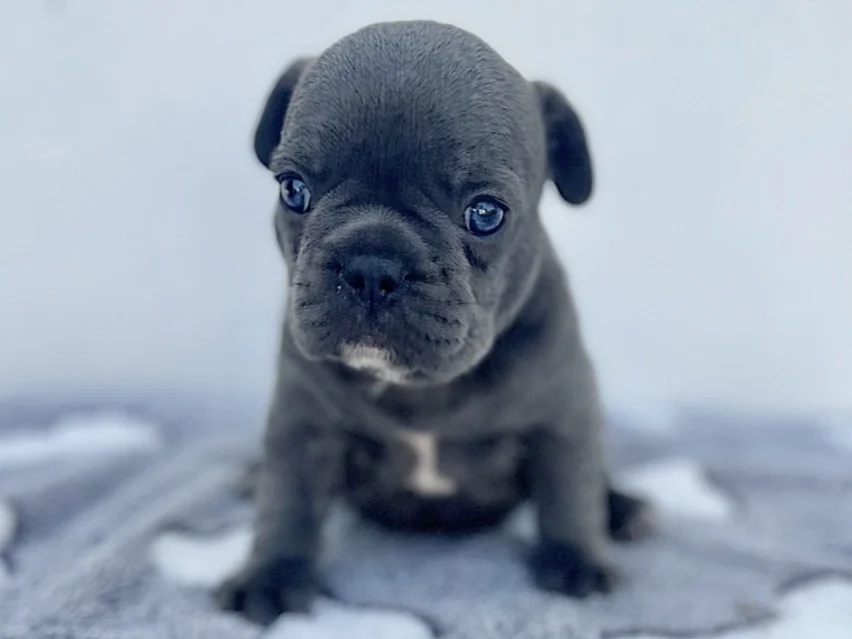 french bulldog image 4
