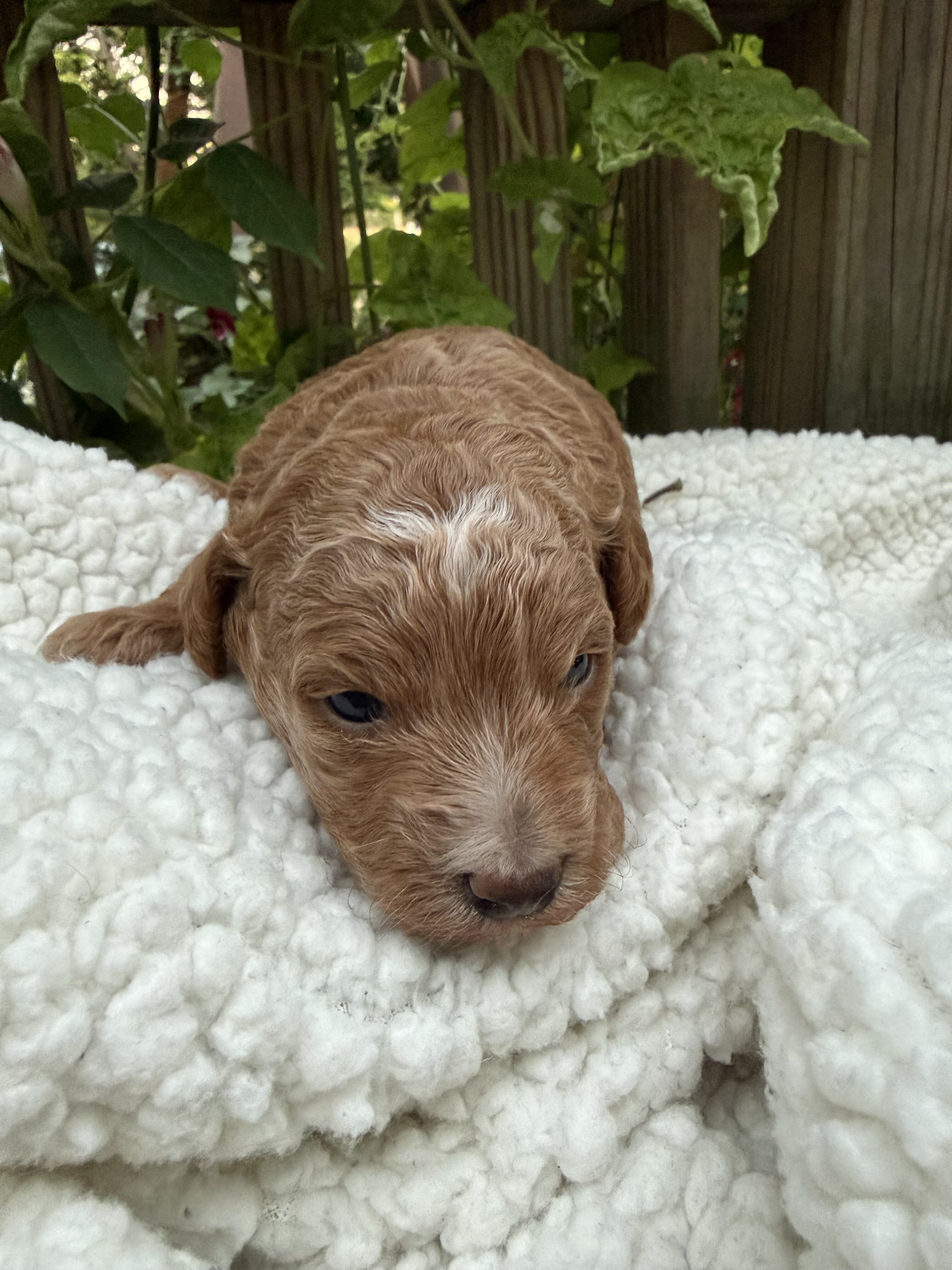 Puppy image 3