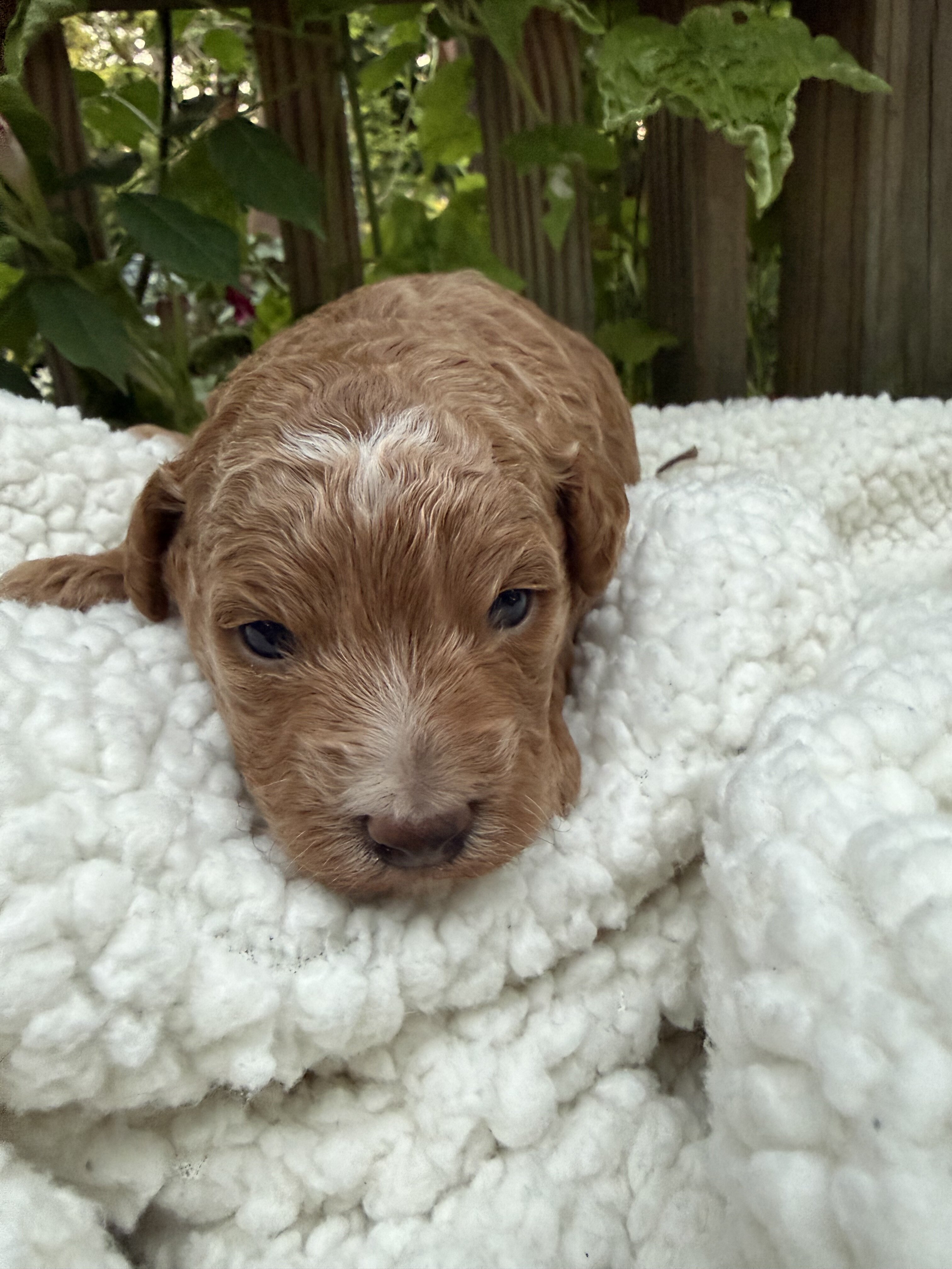 Puppy image 2