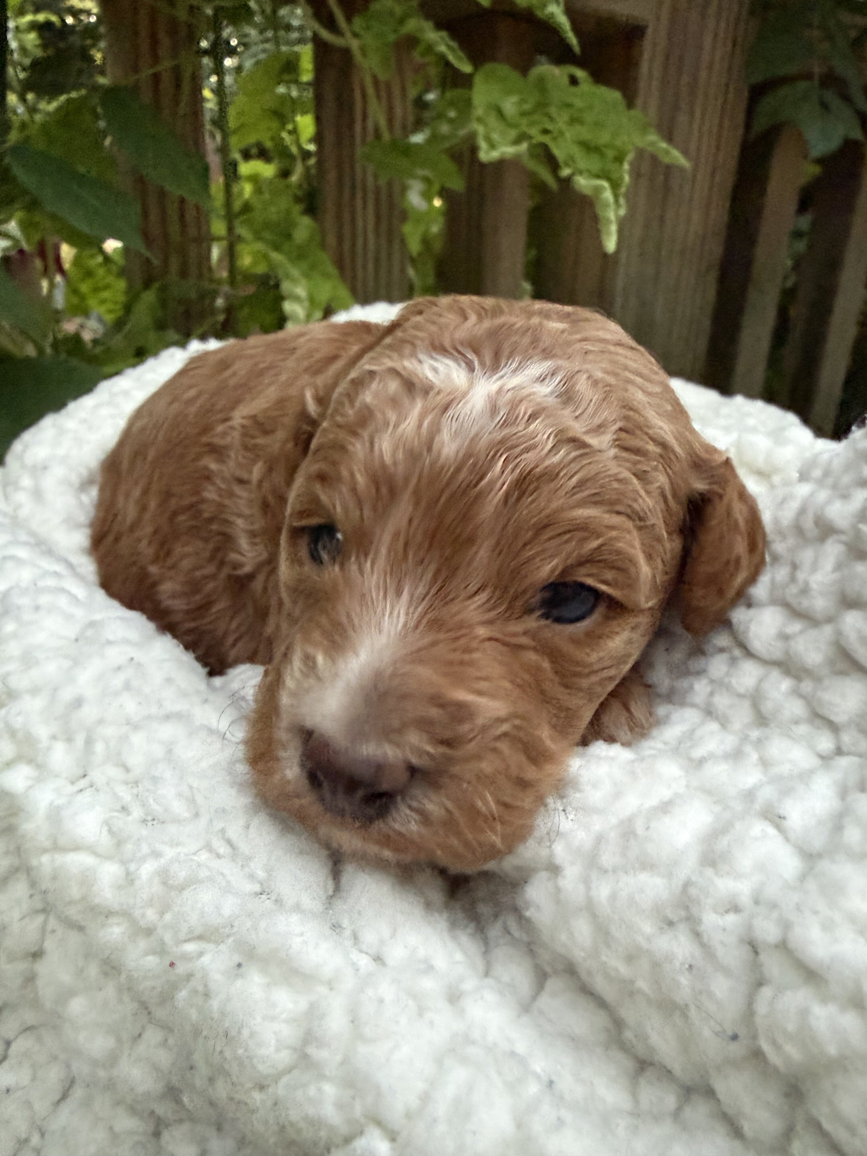 Puppy image 1