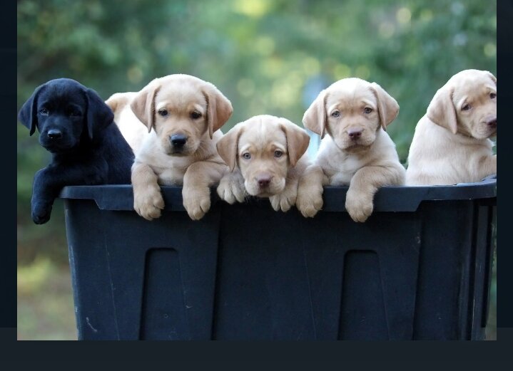 Labrador Retriever Puppies image 1
