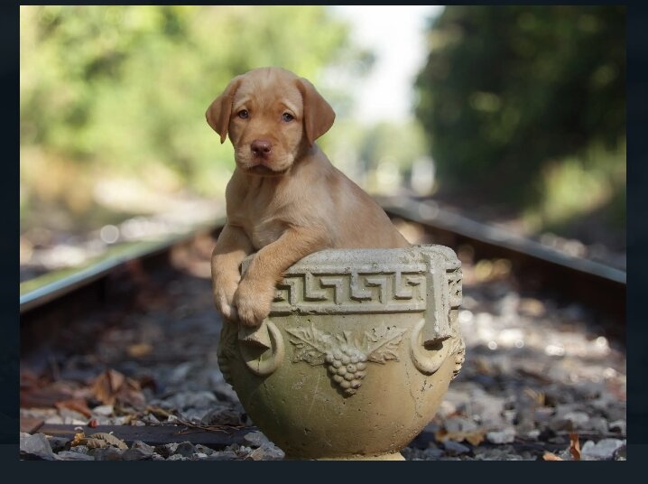 Labrador Retriever Puppies image 3