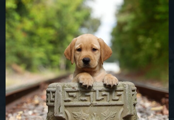 Labrador Retriever Puppies image 4
