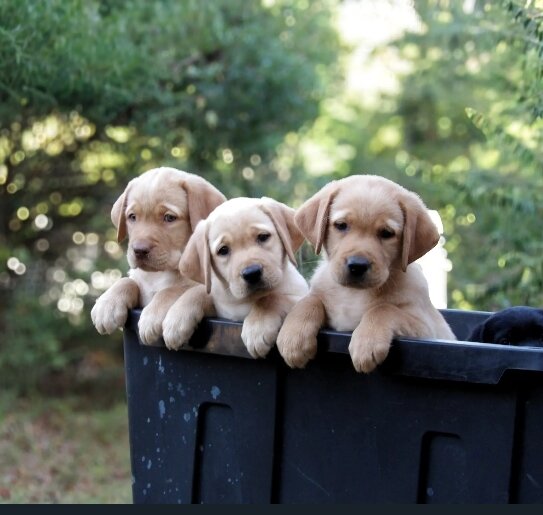 Labrador Retriever Puppies image 5
