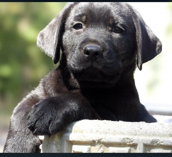 Labrador Retriever Puppies image 2