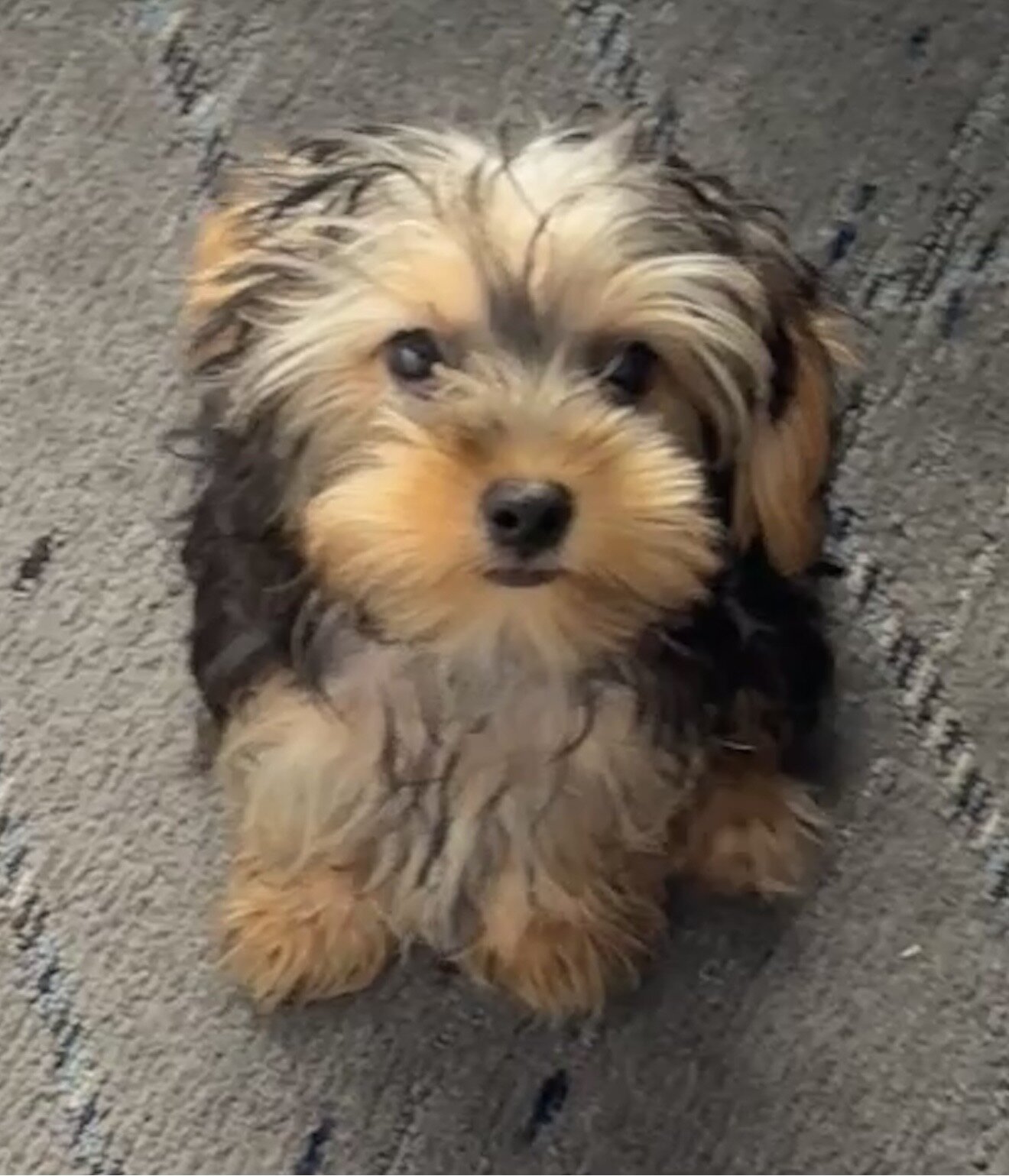 Adorable Male Yorkshire Terrier Puppy 13 Weeks Old image 4
