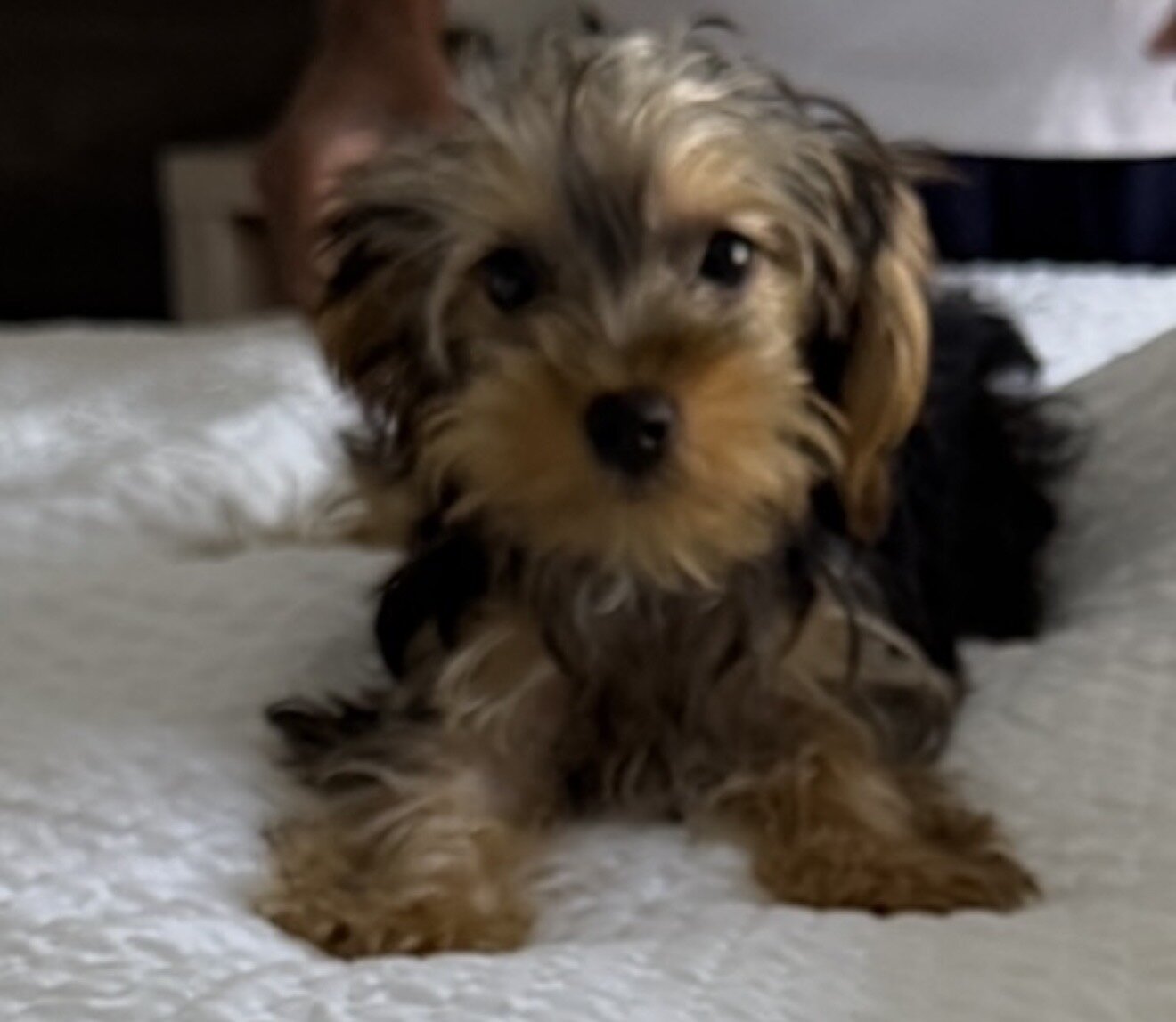 Adorable Male Yorkshire Terrier Puppy 13 Weeks Old image 3