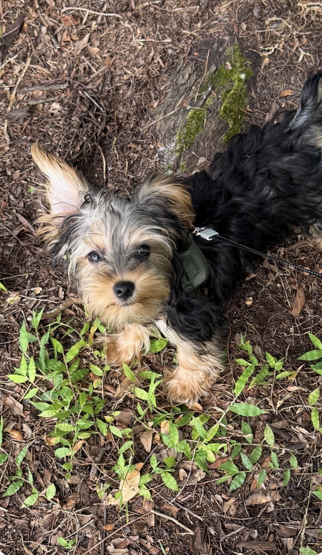 Adorable Male Yorkshire Terrier Puppy 13 Weeks Old image 2