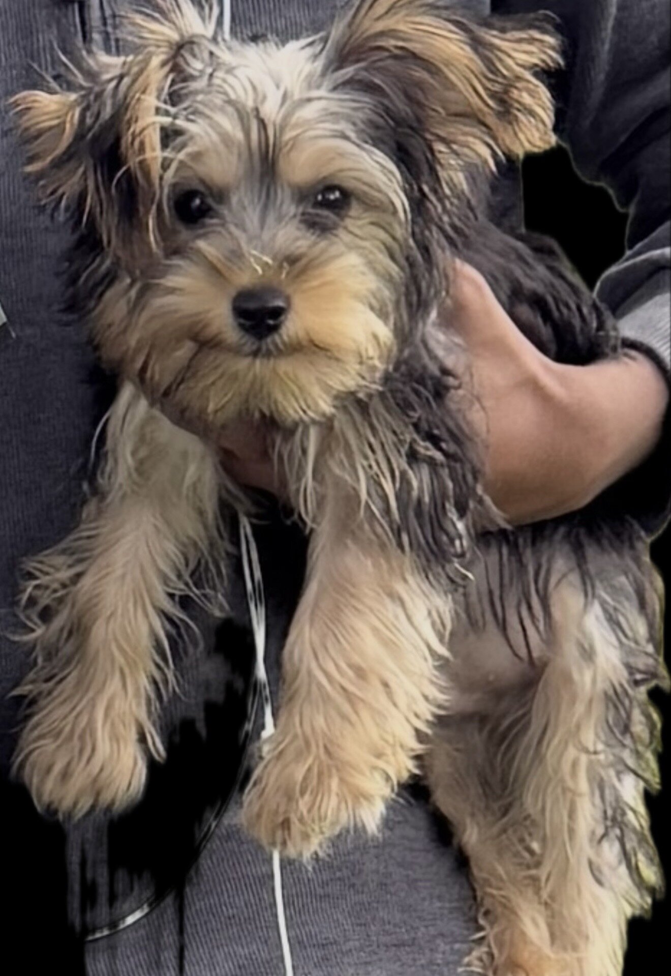 Adorable Male Yorkshire Terrier Puppy 13 Weeks Old image 1