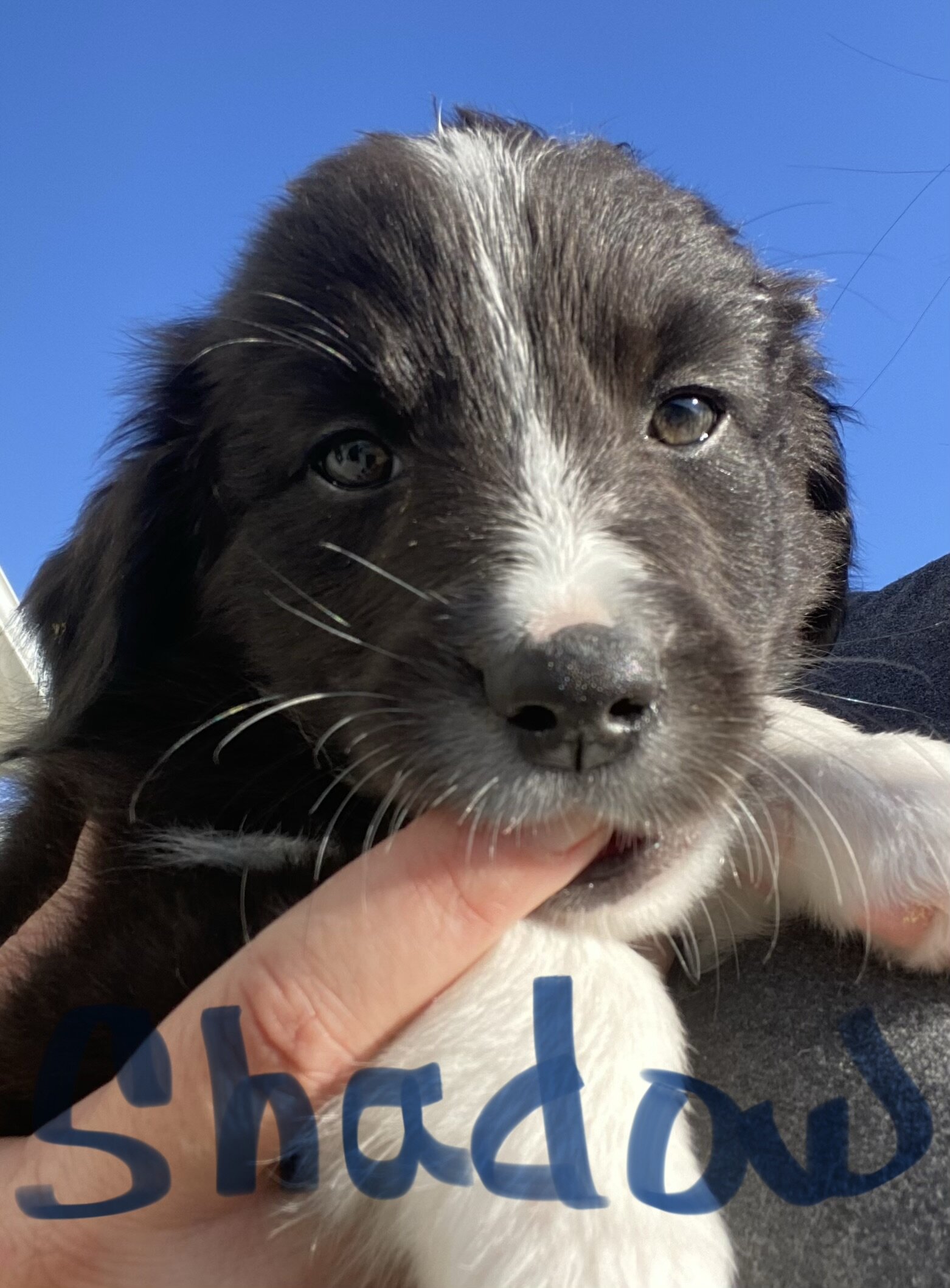 Australian shepherds image 2
