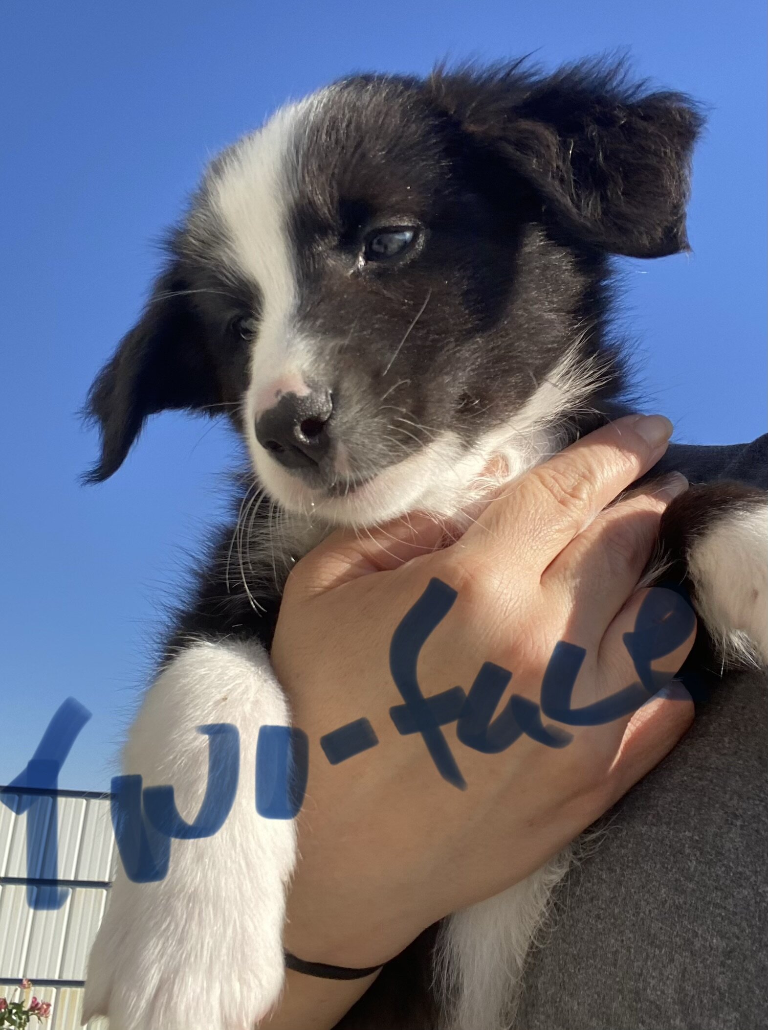 Australian shepherds image 1