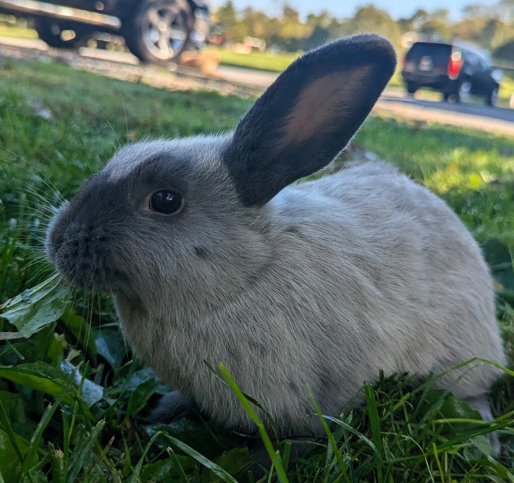 Mini Lop Bunny-Holly image 2