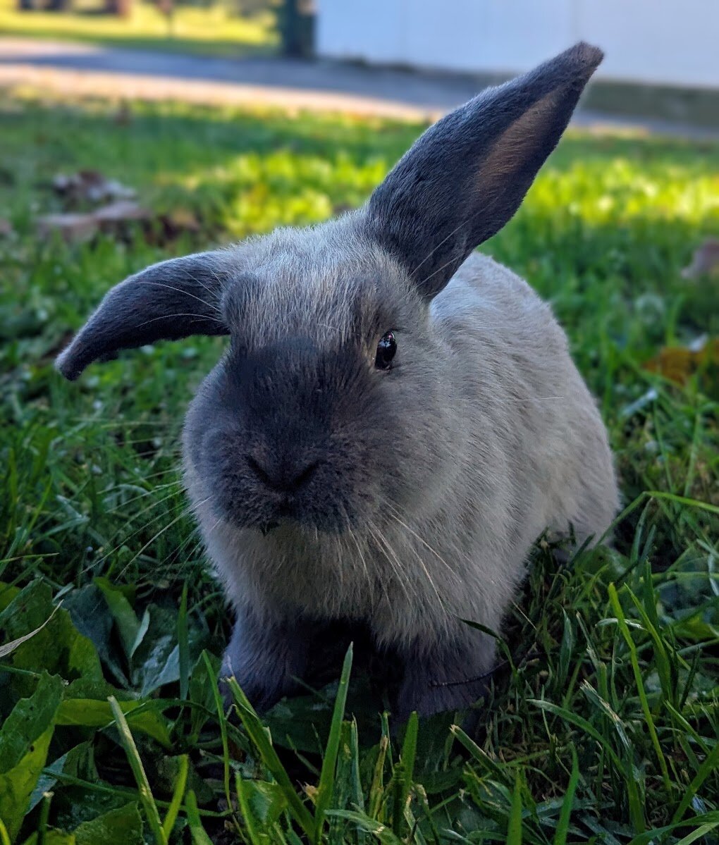 Mini Lop Bunny-Holly image 1
