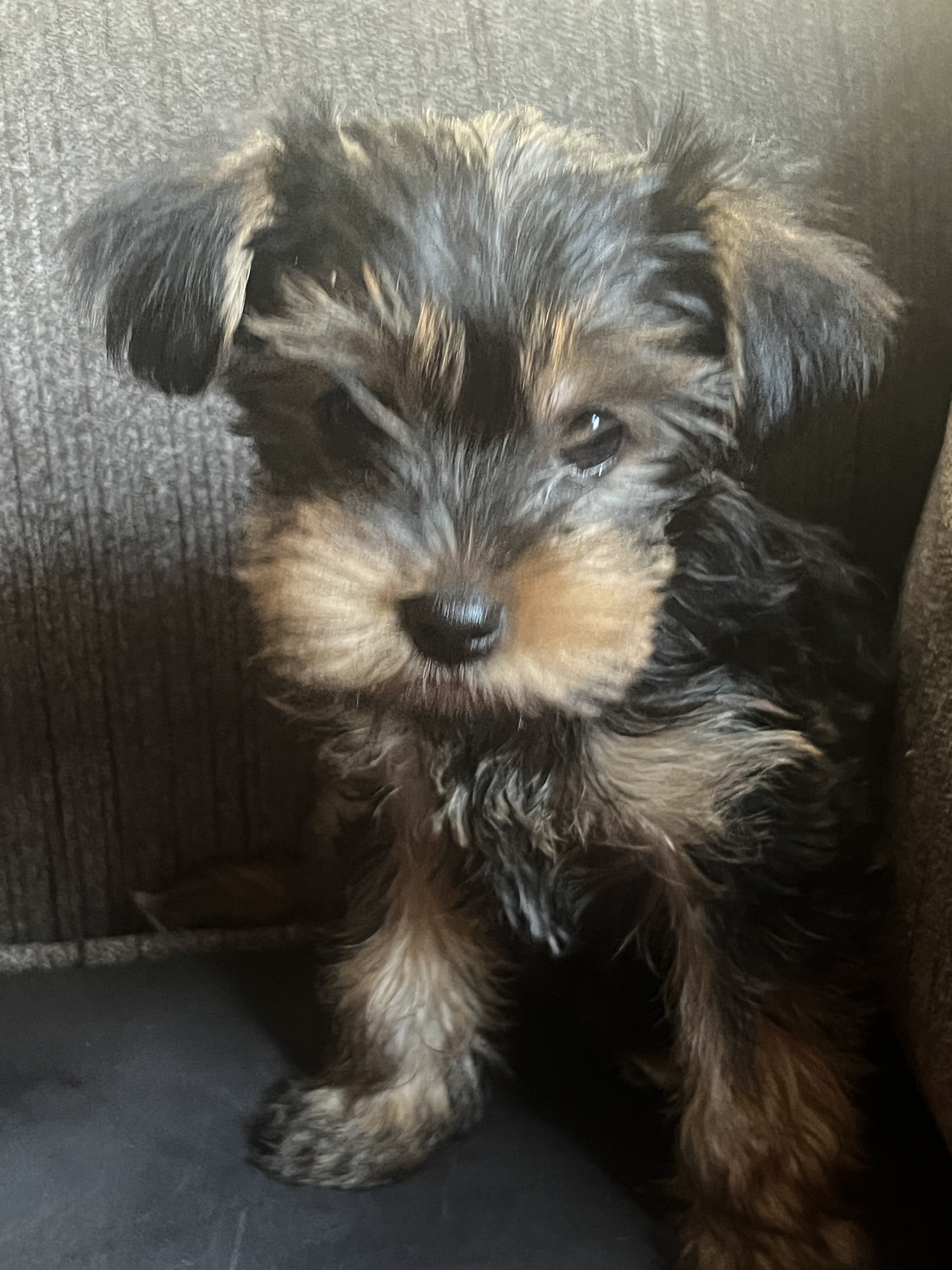 Puppy image 1