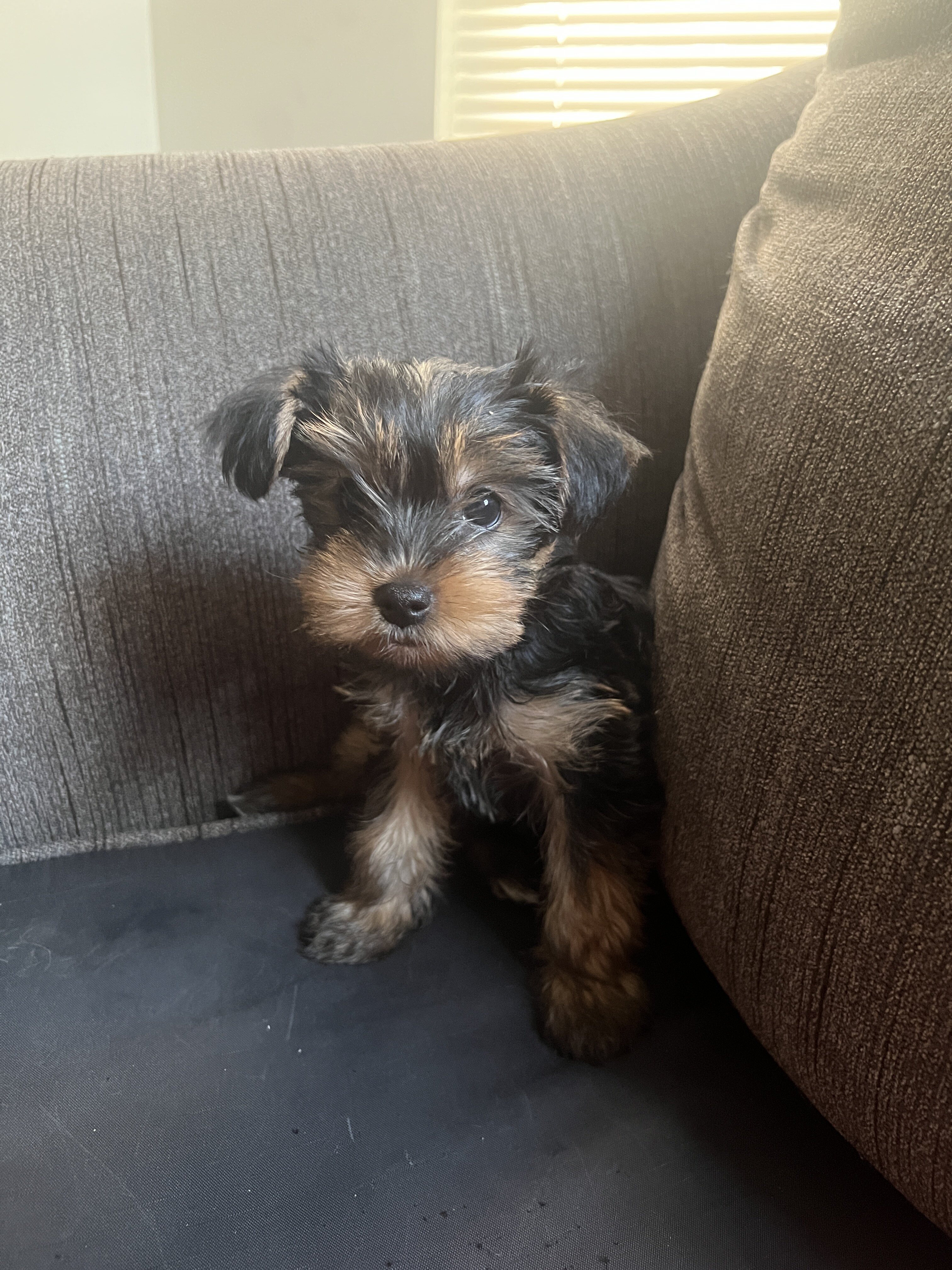 Puppy image 2