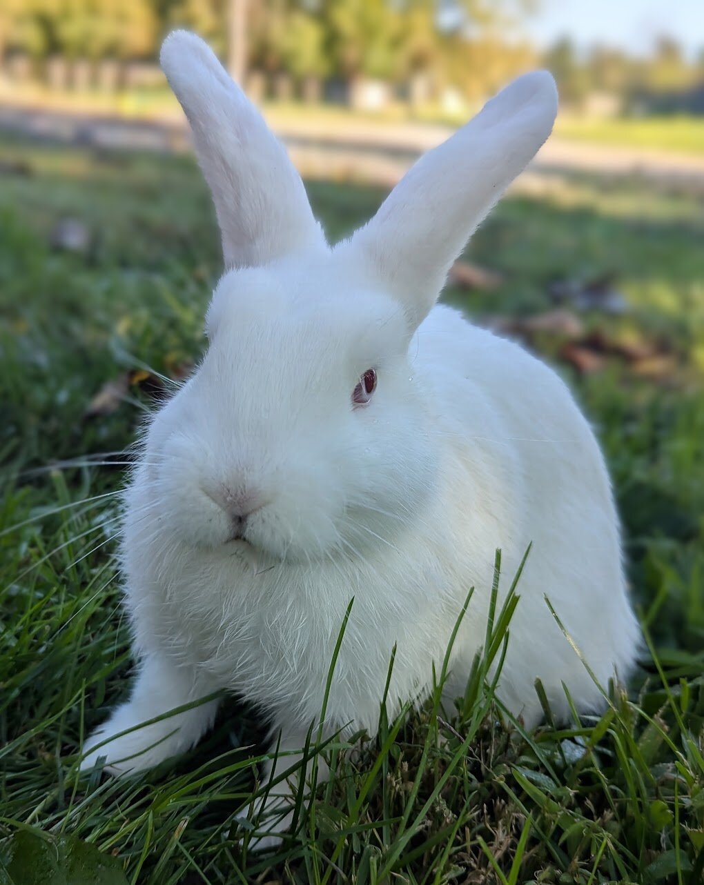Mini Lop Rabbit image 2