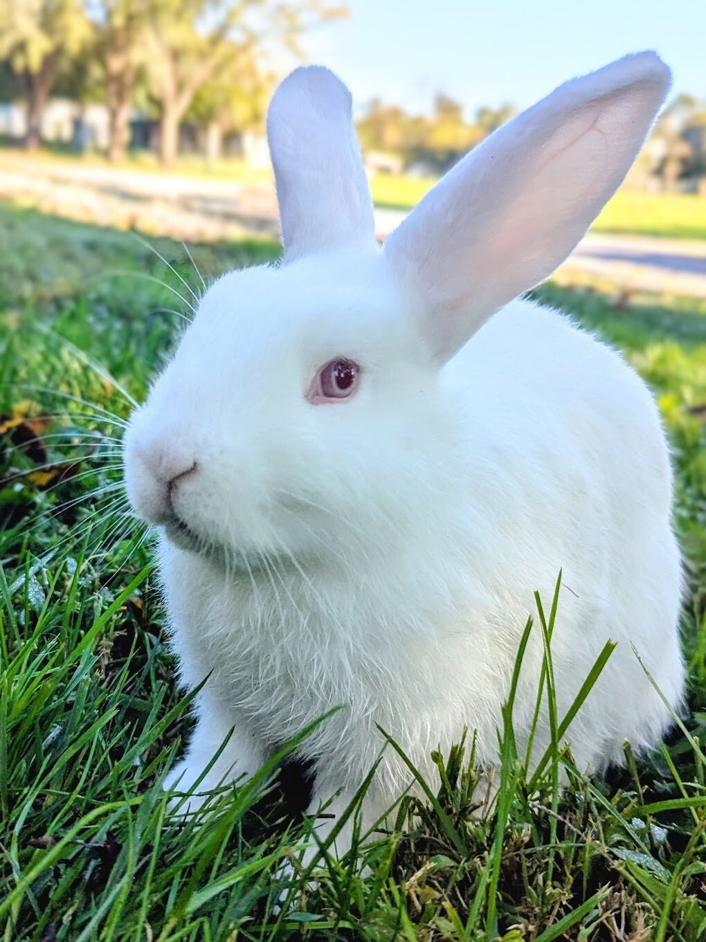 Mini Lop Rabbit image 1