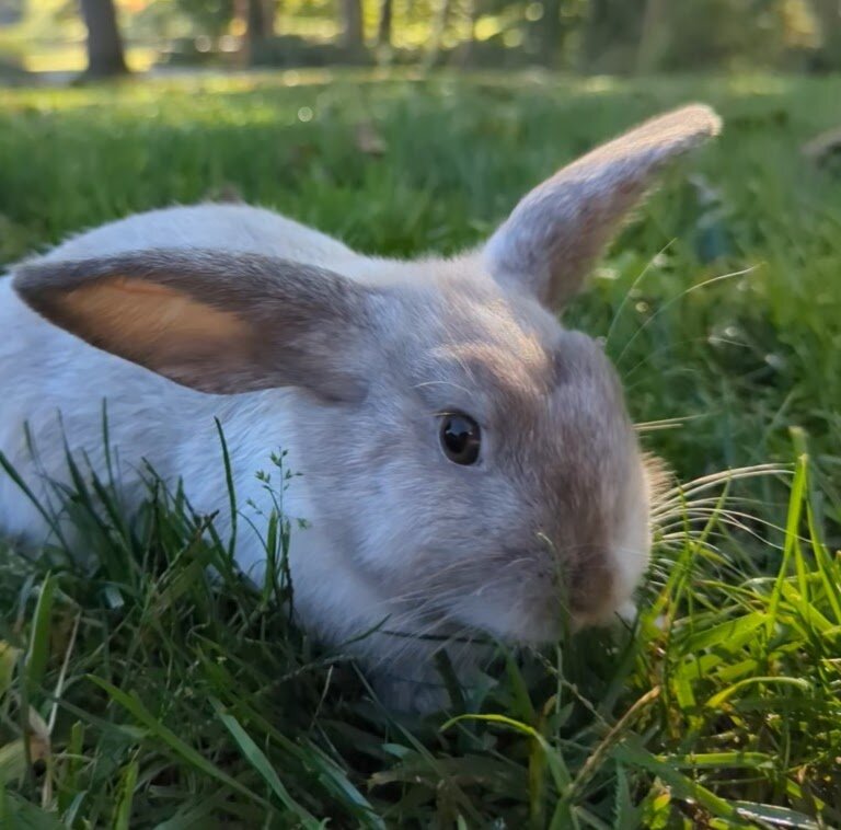 Dutch Mini Lop Bunny-Cory image 2