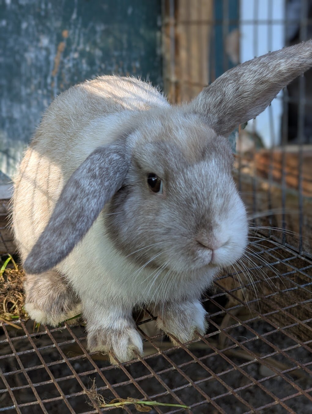 Dutch Mini Lop Bunny-Cory image 1