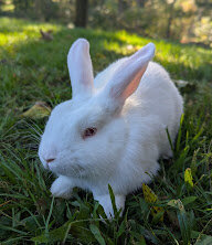 Dutch Mini Lop Bunny-Percy image 2