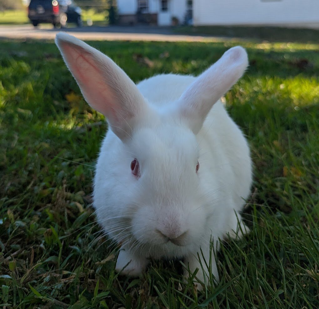 Dutch Mini Lop Bunny-Percy image 1