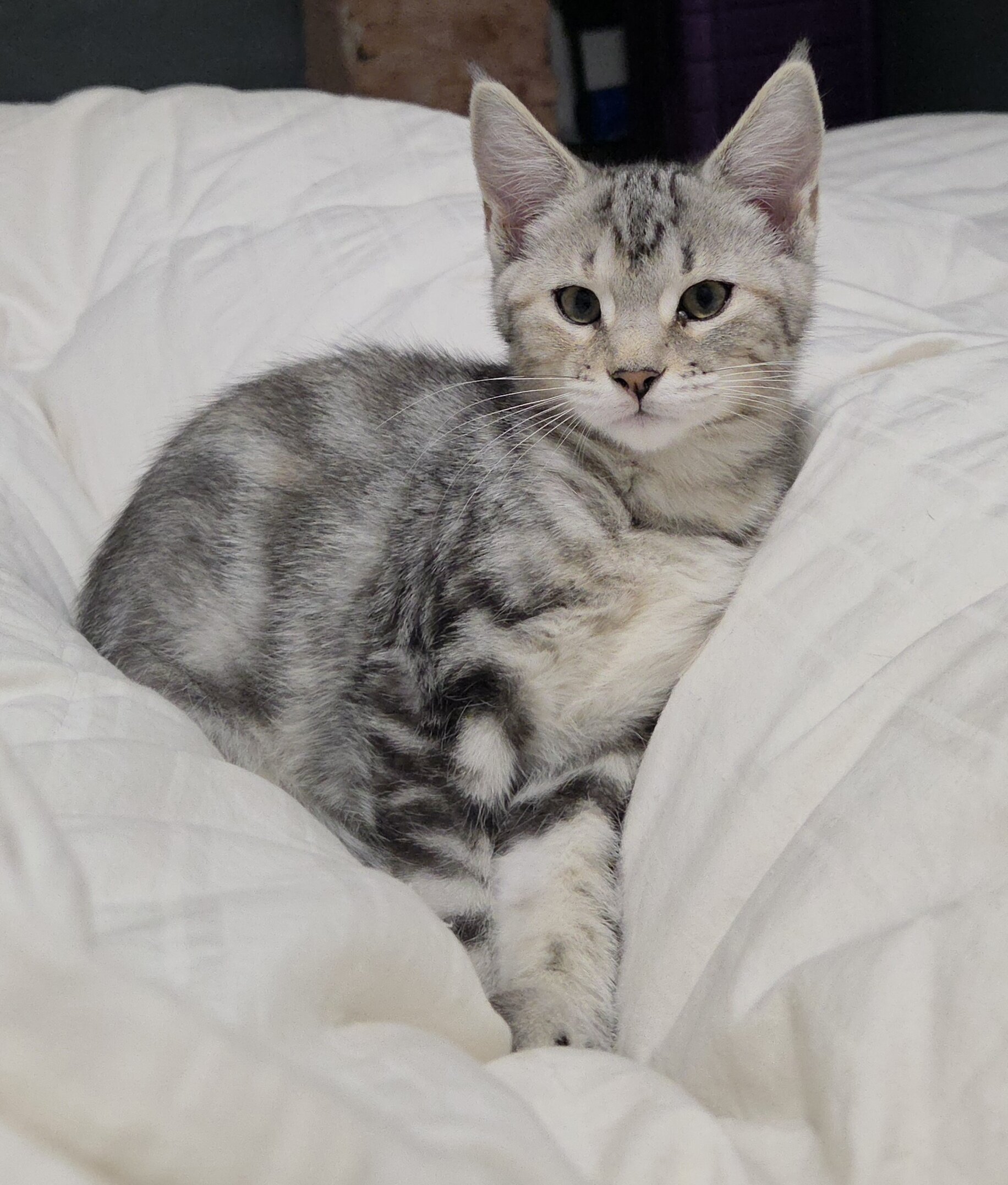 MAINE COON mix kittens image 1